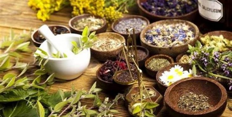 Catálogo de Plantas Medicinais da Caatinga