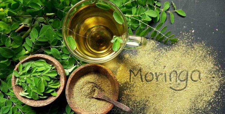 Chá de Moringa: a bebida que fortalece os ossos com 22 vezes mais cálcio que o leite de vaca. Saiba mais vendo a matéria em nosso site
