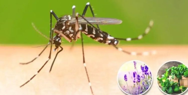 Como afastar moscas e mosquitos