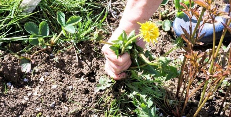 Como eliminar ou diminuir o mato do jardim