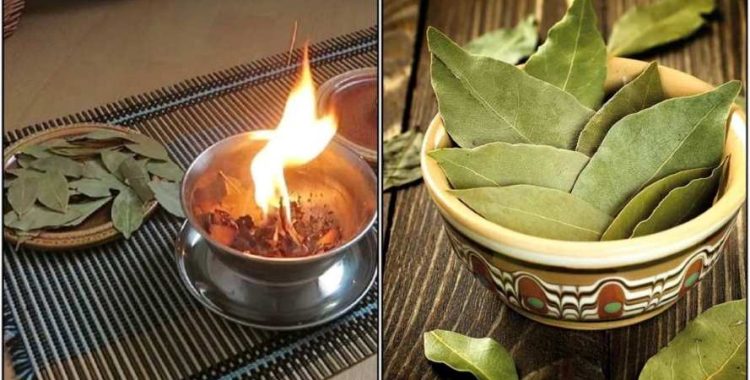 Como queimar folhas de louro em casa