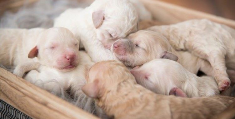 O Desmame do seu dog filhote é um processo que deve ser feito com cuidado e atenção, para garantir que o filhote cresça saudável e forte.