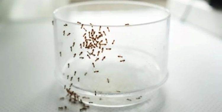 Diga Adeus às Formigas