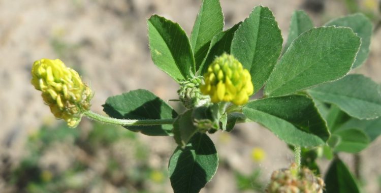 Eríssimo, a erva-dos-cantores