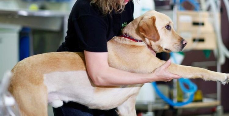 A fisioterapia e a reabilitação animal são fundamentais para garantir o bem-estar dos pets, ajudando na recuperação de lesões,