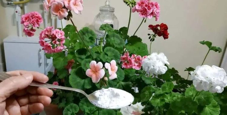 Flores exuberantes usando multivitamínico