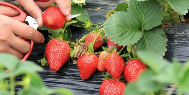 Você joga fora as folhas do morango? Pare agora mesmo! O que muita gente não sabe é que as folhas do morango são comestíveis