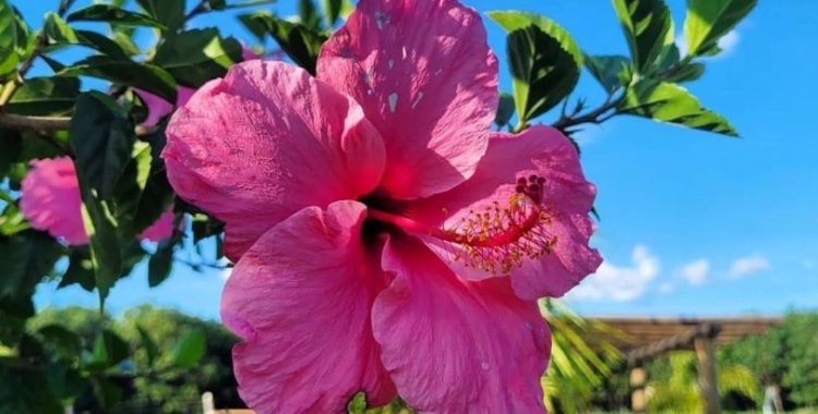 Hibisco é melhor que cloro. Ficou Curioso?