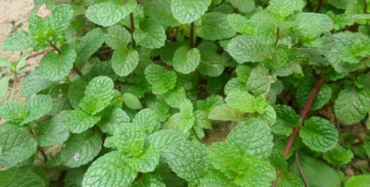 Hortelã: benefícios e como plantar