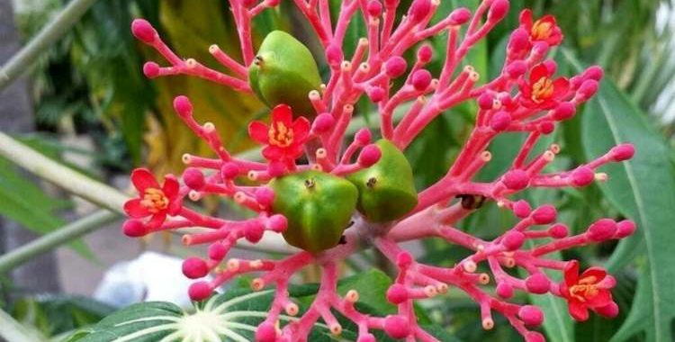 O Merthiolate é um antisséptico amplamente utilizado para a desinfecção de pequenos ferimentos, cortes e arranhões.