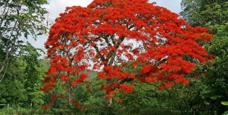 Mulungu: Benefícios, Usos e Propriedades