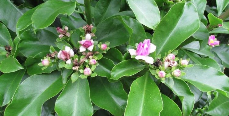 Ora-Pro-Nóbis: Um Guia Completo