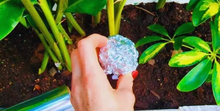 Papel Alumínio em suas Plantas Papel Alumínio em suas Plantas