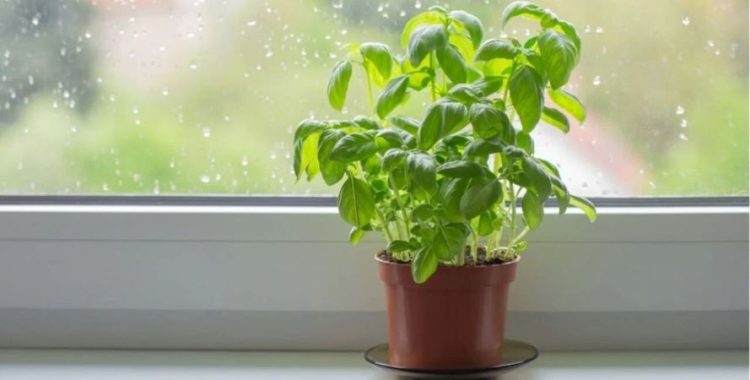 Planta Que Espanta Moscas: Por Que o Manjericão É a Melhor Opção Para Ter na Janela de Casa. Veja esta e mais dicas em nosso site