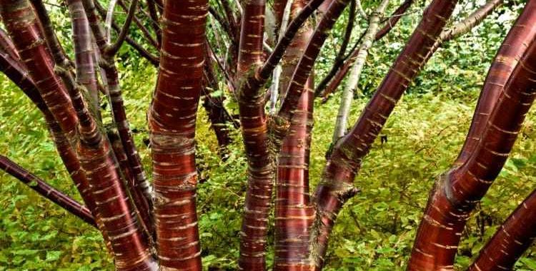 A Prunus serrula, popularmente conhecida como cerejeira tibetana ou cereja de casca de bétula