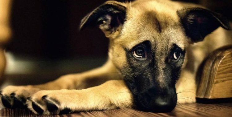 Sinais de Ansiedade em Cães