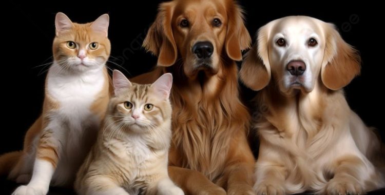 Esta matéria fornece um guia abrangente sobre quando suplementar a alimentação de cães e gatos.