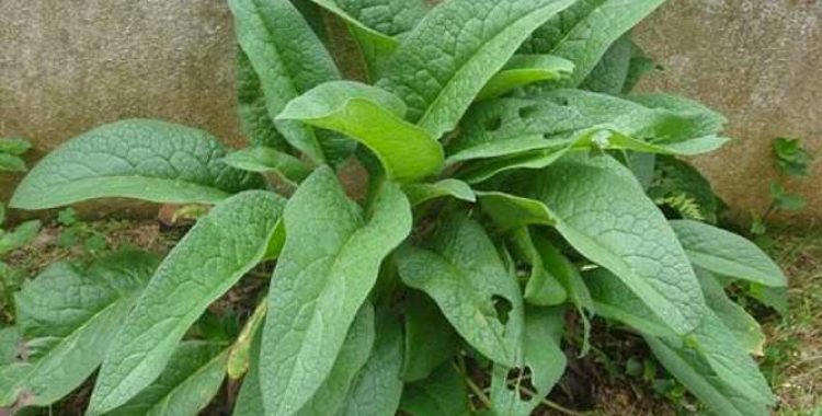 Você já ouviu falar do Confrei