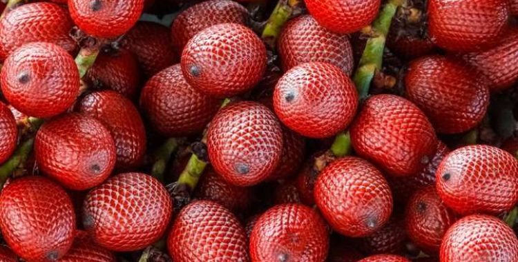 Buriti - A Fruta Rica em Vitaminas e Minerais. fruta excepcional que oferece uma combinação única de benefícios nutricionais e medicinais.