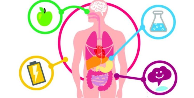O que é metabolismo e como ele funciona