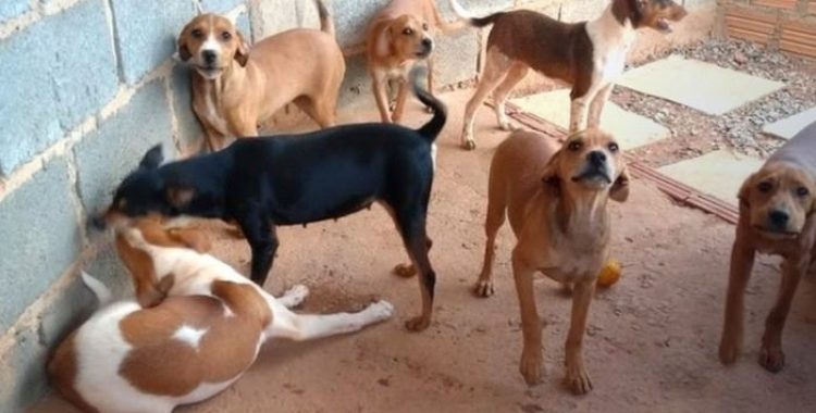 Tudo Sobre Sem Raça Definida A escolha do animal de estimação perfeito pode ser uma tarefa desafiadora para muitas pessoas.